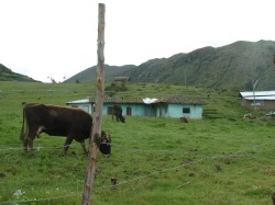 Ganado vacuno