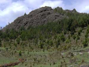 Pinos
