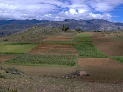 Campos de cultivo