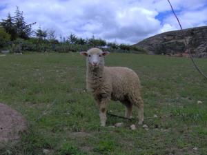 Ganado ovino