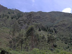 Eucaliptos