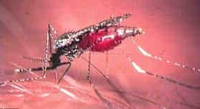 Anopheles sp