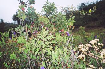 Plantas medicinales