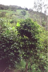 Bosque Pulan Bosque Pulan