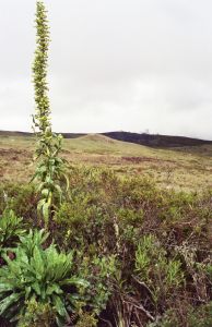 Plantas medicinales de altura - La Zanja