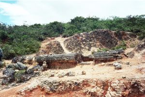 Bosque de Fsiles